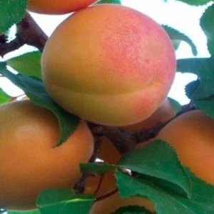 Albaricoquero Tadeo - Prunus armeniaca
