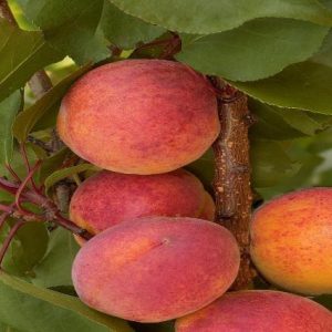 Albaricoquero Tardif de Tarbes - Prunus armeniaca