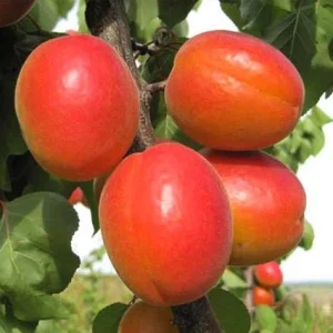 Albaricoquero Traver - Prunus armeniaca