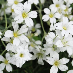Alborada - Gypsophila repens
