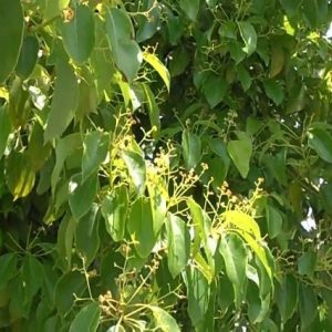 Alcanforero - Cinnamomum camphora