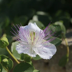 Alcaparra - Capparis spinosa