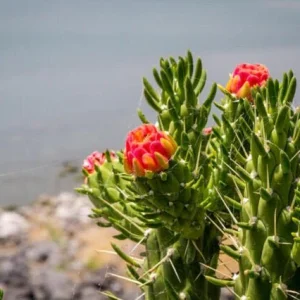 Alfileres de Eva - Austrocylindropuntia subulata