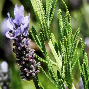 Alhucema - Lavandula dentata