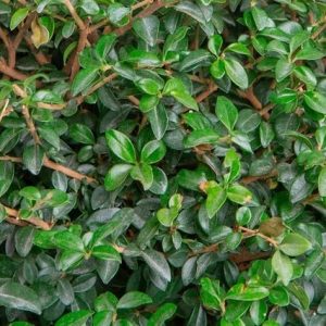 Aligustre jonandro - Ligustrum delavayanum