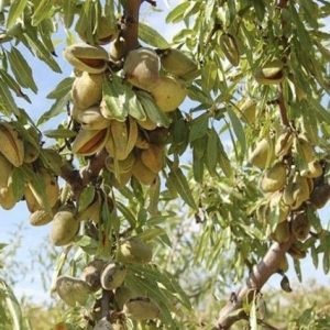 Almendro Marcona - Prunus dulcis