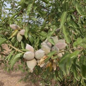 Almendro Glorieta - Prunus dulcis