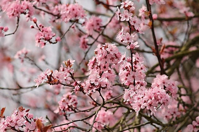 Almendro Guara - Prunus dulcis - Imagen 3