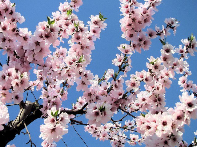 Almendro Guara - Prunus dulcis - Imagen 5