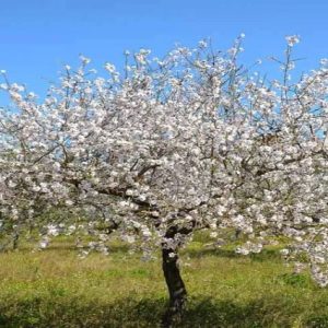 Almendro Texas - Prunus dulcis