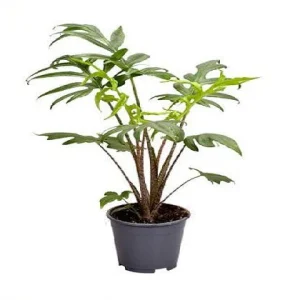 Alocasia Pink Passion - Alocasia brancifolia