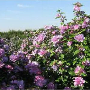 Altea Duc de Brabant - Hibiscus syriacus