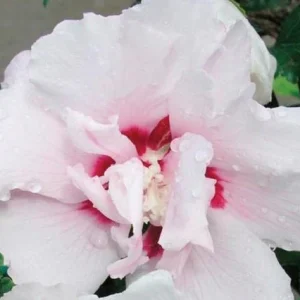 Altea Lady Stanley - Hibiscus syriacus