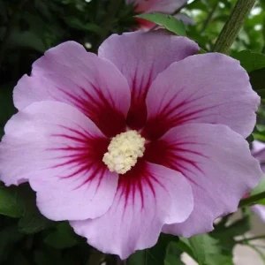 Altea Pink Giant - Hibiscus syriacus