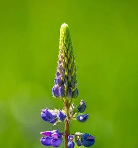 Altramuz azul - Lupinus angustifolius - Semillas