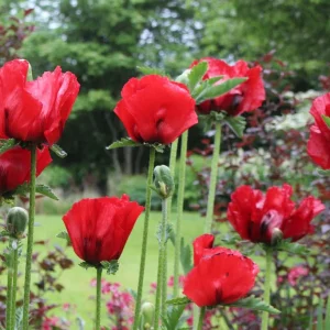 Amapola oriental Beauty of Livermere - Papaver orientale