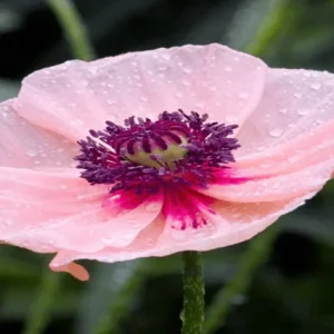 Amapola oriental Karine - Papaver orientale