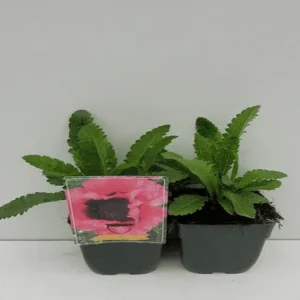 Amapola oriental Raspberry Queen - Papaver orientale