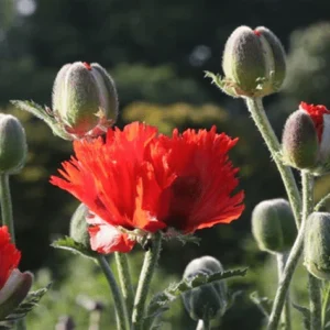 Amapola oriental Türkenlouis - Papaver orientale
