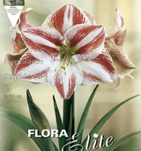 Amariles estriado rojo-blanco - Amaryllis - Bulbos