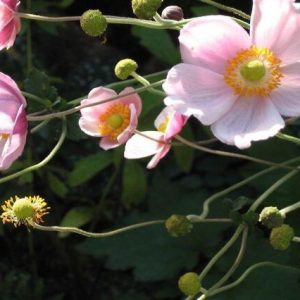 Anémona del Japón September Charm - Eriocapitella hupehensis