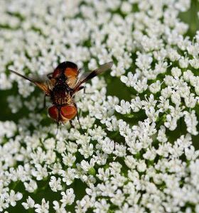 Anís - Pimpinella anisum - Semillas ecológicas