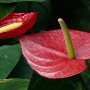 Anturio Lentini Red - Anthurium andraeanum