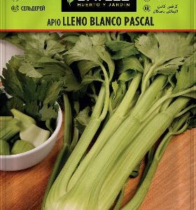 Apio Pascal - Apium graveolens - Semillas - Fitó