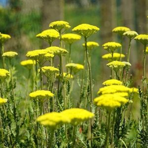 Aquilea coarctata - Achillea coarctata