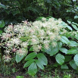 Aralia cordata
