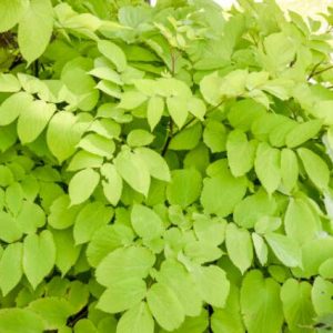 Aralia cordata Sun King