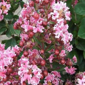Árbol de Júpiter Berlingot Menthe - Lagerstroemia indica (Formato arbusto)