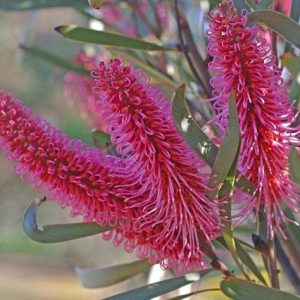 Árbol del emú - Hakea francisiana