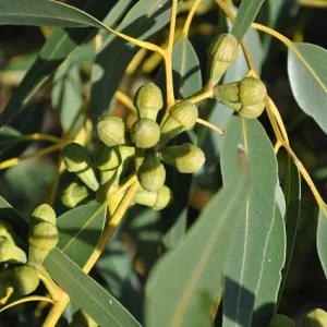 Árbol tuart - Eucalyptus gomphocephala