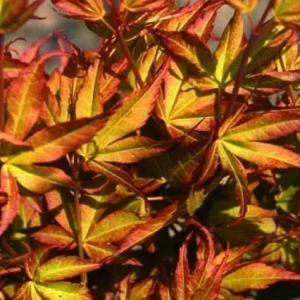 Arce japonés Katsura - Acer palmatum Katsura