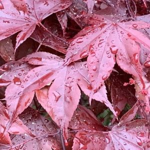 Arce japonés Moonfire - Acer palmatum