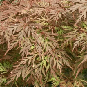 Arce japonés Orangeola - Acer palmatum var. dissectum