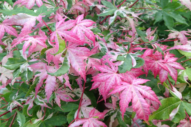 Arce japonés Oridono nishiki - Acer palmatum - Imagen 2