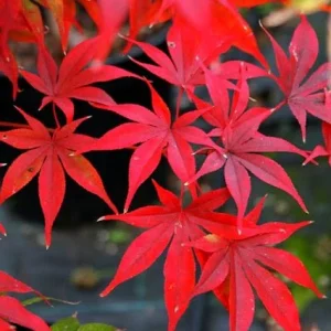 Arce japonés Osakazuki - Acer palmatum