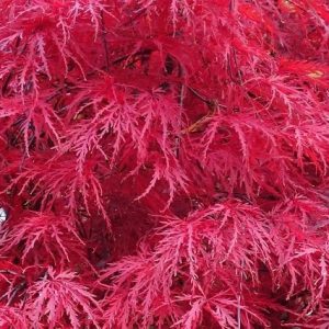 Arce japonés palmeado Garnet - Acer palmatum var. dissectum