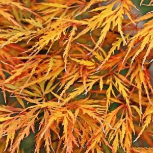 Arce japonés palmeado Viridis - Acer palmatum var. dissectum