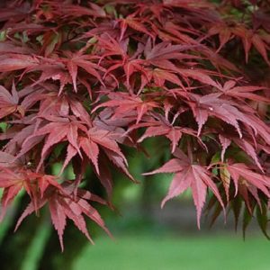 Arce japonés Pixie - Acer palmatum