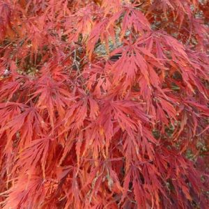 Arce japonés rojo - Acer palmatum var. dissectum Rubrum