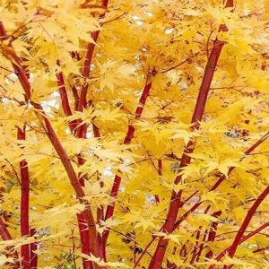 Arce japonés Sangokaku - Acer palmatum