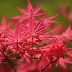Arce japonés Shindeshojo - Acer palmatum