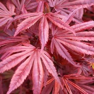 Arce japonés Skeeters Broom - Acer palmatum