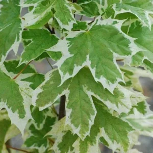 Arce real Drummondii - Acer platanoides