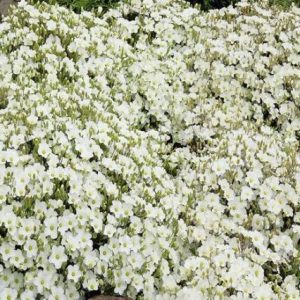 Arenaria - Arenaria montana
