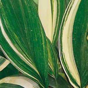 Aspidistra Variegata - Aspidistra elatior