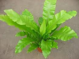 Asplenio - Asplenium nidus - Imagen 4